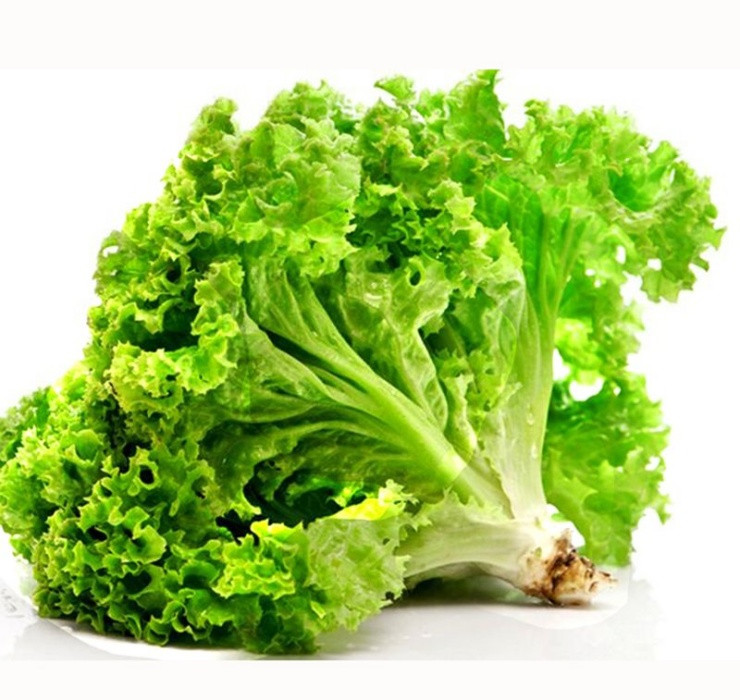 Nhờ chứa nhiều chất chống oxy hóa, góp phần ngăn ngừa bệnh ung thư, tiểu đường và cảm cúm nên xà lách được người Nhật ưa chuộng, đánh giá cao.