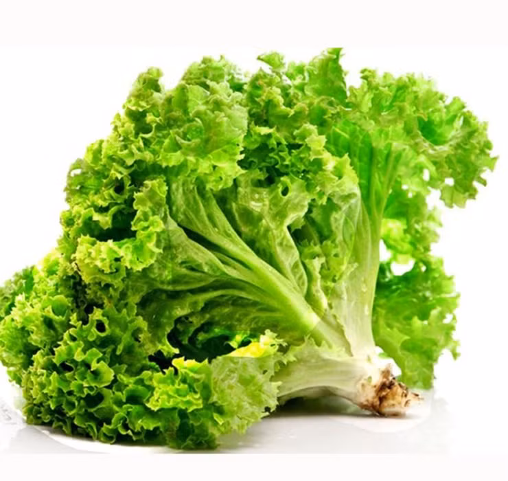 Nhờ chứa nhiều chất chống oxy hóa, góp phần ngăn ngừa bệnh ung thư, tiểu đường và cảm cúm nên xà lách được người Nhật ưa chuộng, đánh giá cao.