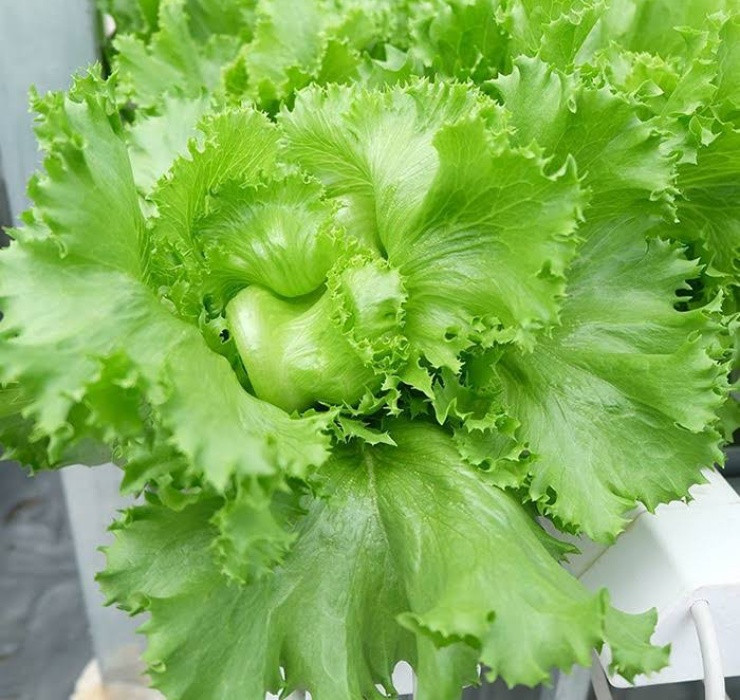 Trong nhiều siêu thị ở Nhật, rau xà lách được liệt vào hàng rau “cao cấp”, có giá từ khoảng 70.000 đồng/bó trở lên.