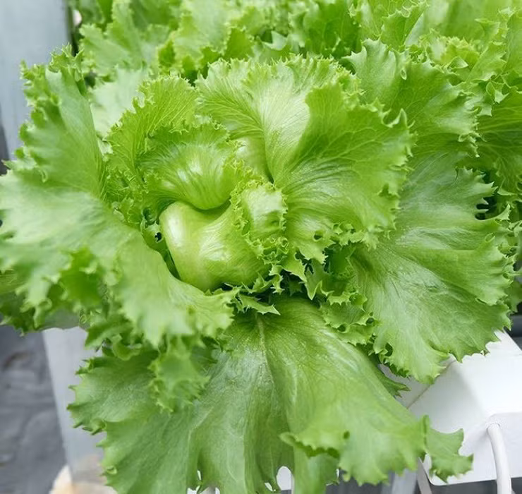 Trong nhiều siêu thị ở Nhật, rau xà lách được liệt vào hàng rau “cao cấp”, có giá từ khoảng 70.000 đồng/bó trở lên.