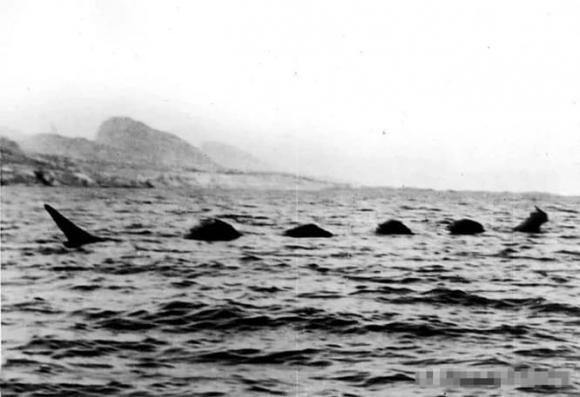 Mot con quai vat bien thuc su voi nhung lan nhin thay thuong xuyen-Hinh-8