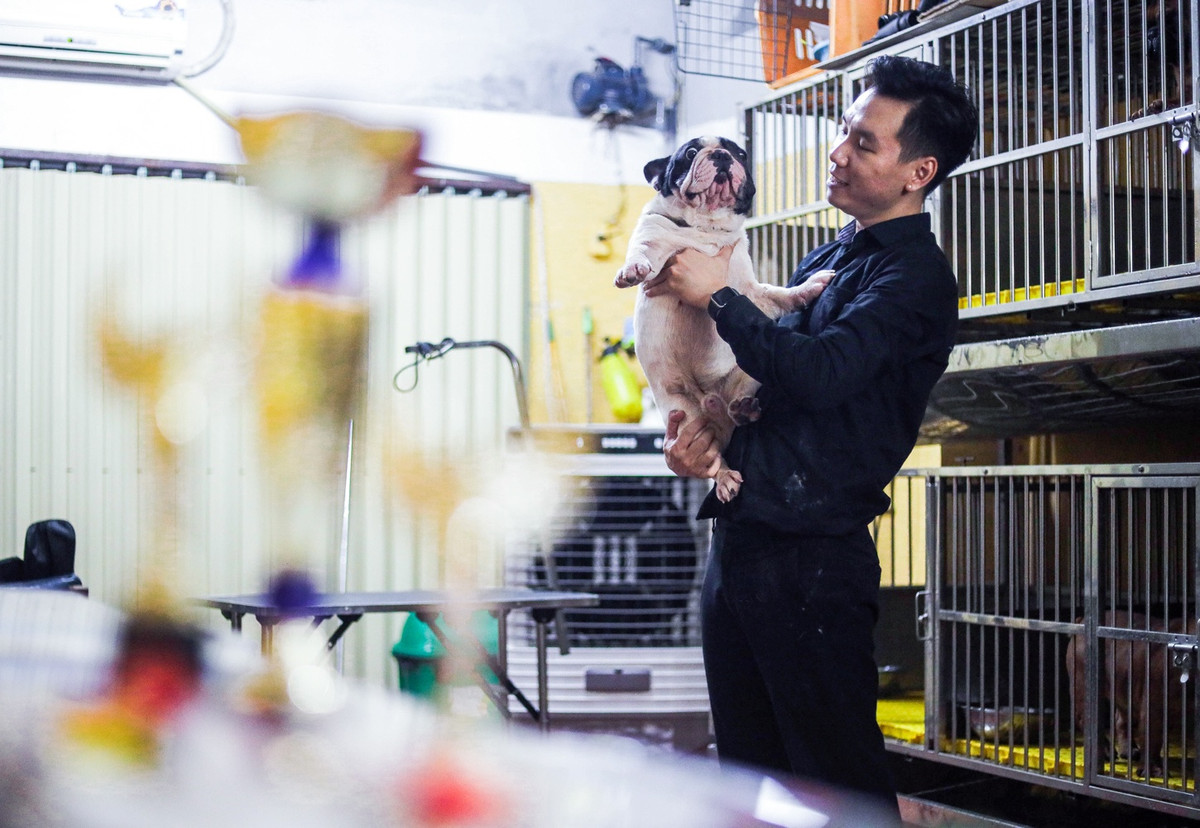 Với hơn 10 năm kinh nghiệm nuôi và chăm sóc chó bull Pháp, anh Nguyễn Hoàng Trung (sinh năm 1990, quận Hoàng Mai, Hà Nội) đã bắt đầu phát triển mô hình nhân giống loại chó này ở Việt Nam từ năm 2018. Mô hình giúp chàng trai trẻ có thu nhập khoảng 80-120 triệu đồng/tháng.