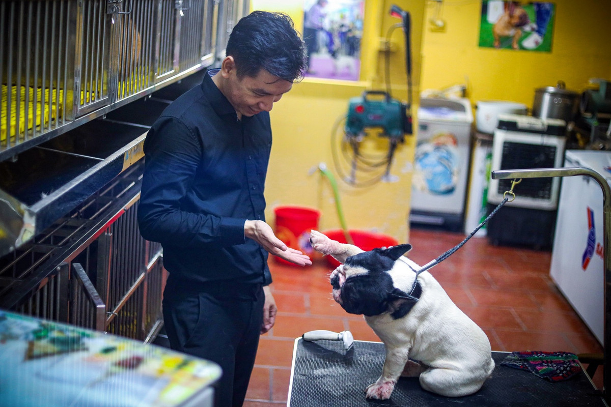 Hiện tại, số lượng con giống anh Trung cung cấp ra ngoài thị trường trung bình mỗi năm khoảng 60-80 con giống. Từ nhu cầu của khách hàng muốn xin phối giống từ con đực, anh còn cung cấp dịch vụ này với con số khoảng 1.000 lượt/năm.