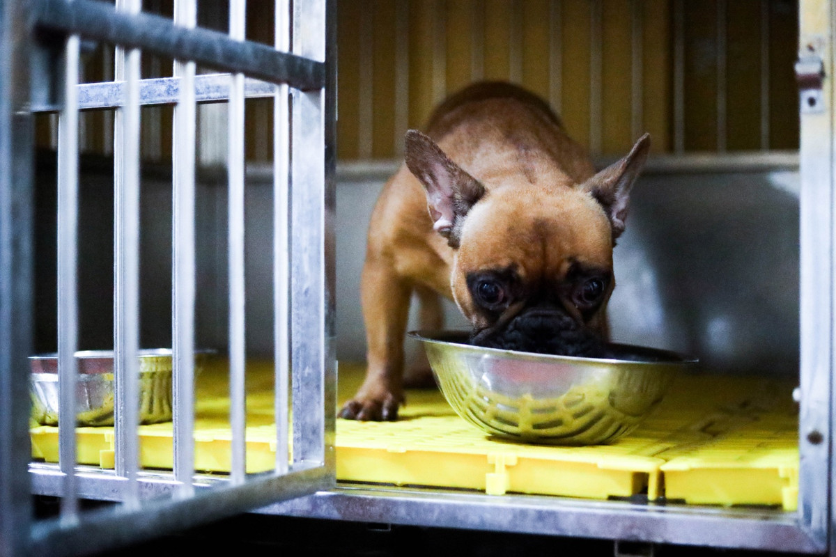 “Vì làm đầu bếp nên mình dễ dàng tìm được nguồn thức ăn uy tín, đảm bảo an toàn vệ sinh thực phẩm. Đặc biệt có thể dễ dàng kiểm soát liều lượng và tự nấu đồ ăn cho chúng”, anh Trung chia sẻ. Hàng ngày, khẩu phần ăn cho chó còn được bổ sung thêm sữa tươi, sữa chua để giúp ổn định hệ tiêu hóa.