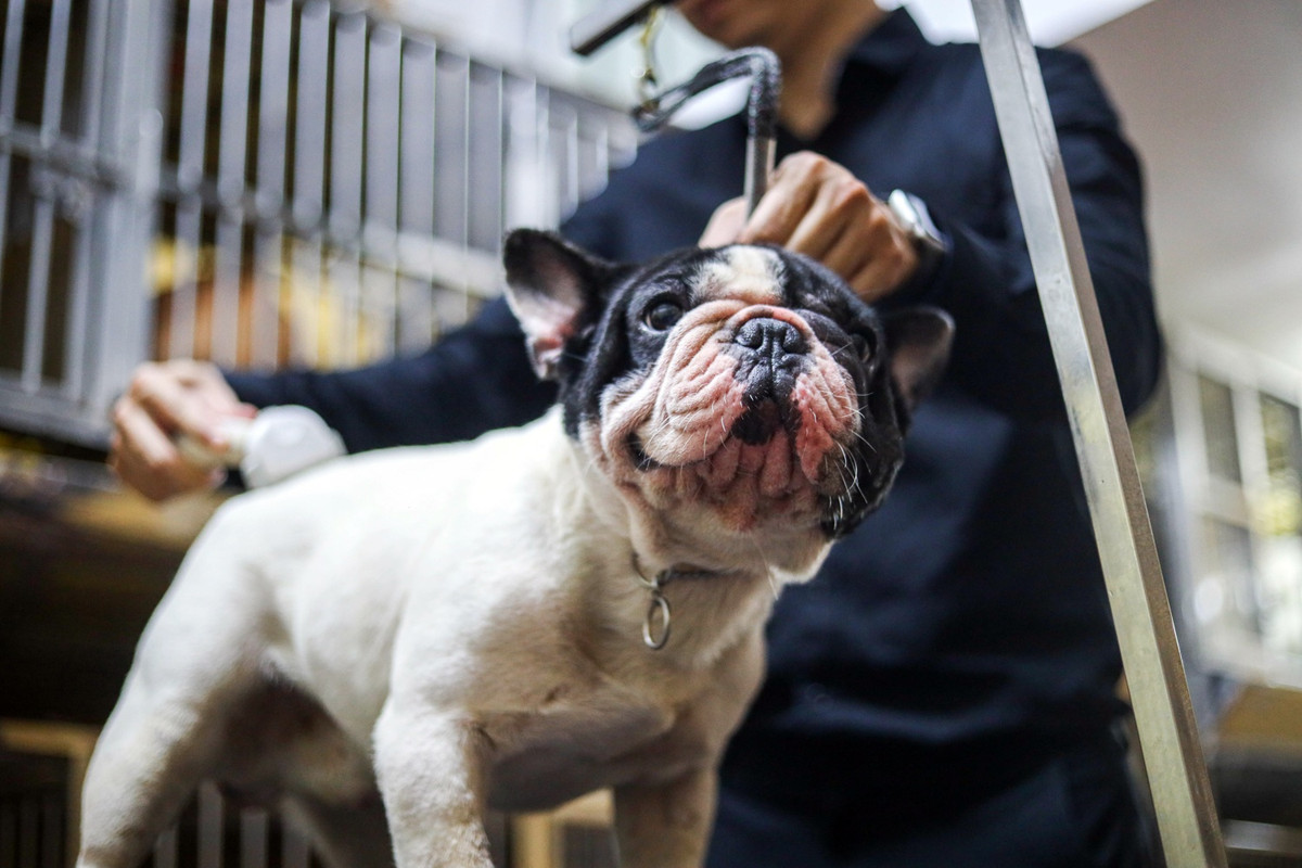 Ngoài CR7, M10 cũng là chú chó được anh Trung nhập về với tổng chi phí 300 triệu đồng. Với M10, anh từng thuê người dạy học và cho tham gia cuộc thi dành cho chó tại Nga. Chú chó này đã đạt được một giải về chó tại Nga năm 2020.