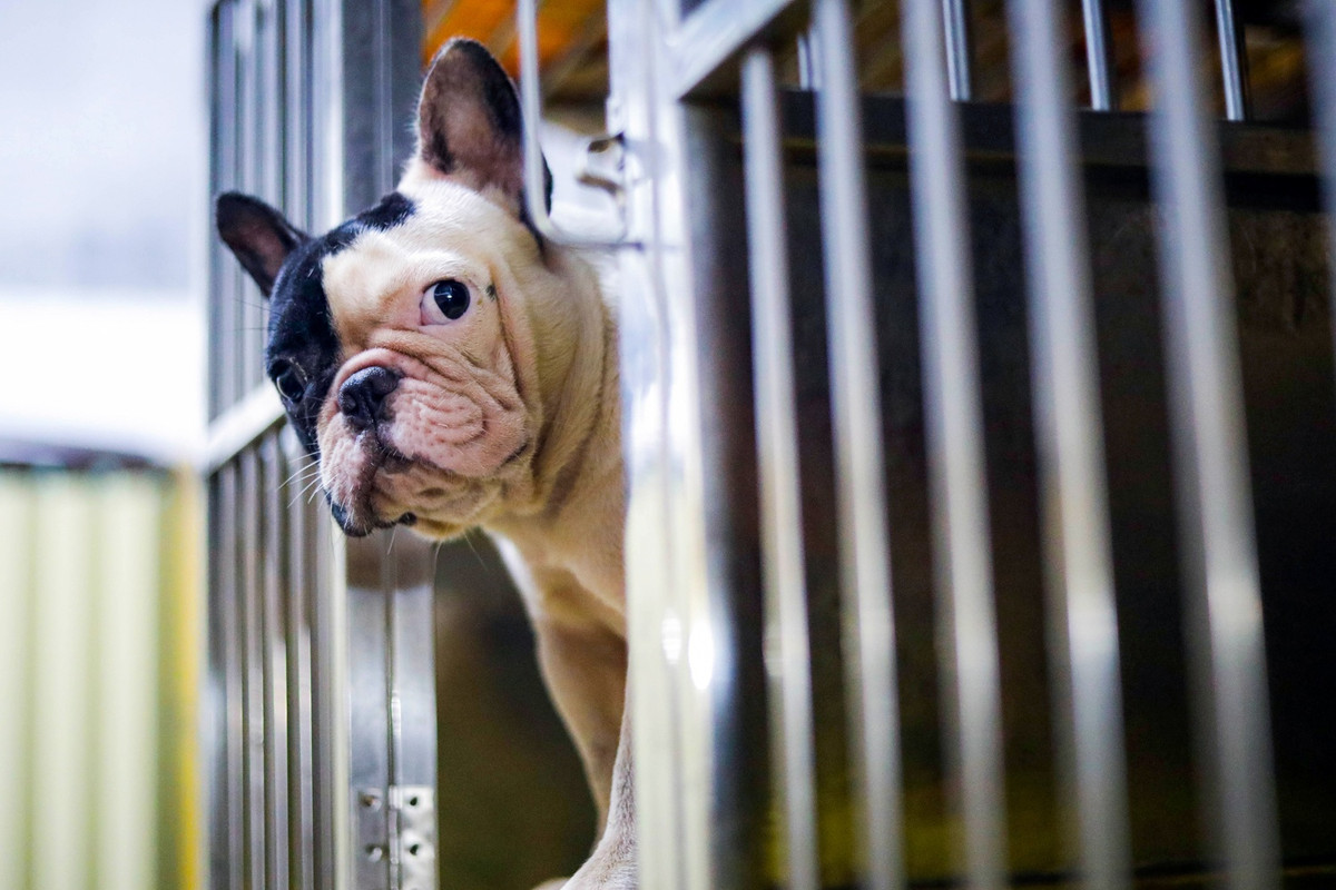 Bull Pháp là loài chó có nguồn gốc từ Anh. Một chú chó bull Pháp tiêu chuẩn phải có thân hình cân đối; mặt nhăn, mũi tẹt và đuôi chỉ nhú sát thân người. Loài này có 3 màu cơ bản là nâu, đen, và bò sữa. Anh Trung sở hữu 8 con giống gồm 4 đực và 4 cái được nhập từ nước ngoài. Ngoài ra còn có 15 chó cái sinh sản trong nước đang chờ nhân giống với 2 màu sắc chủ yếu là bò sữa và nâu đỏ.