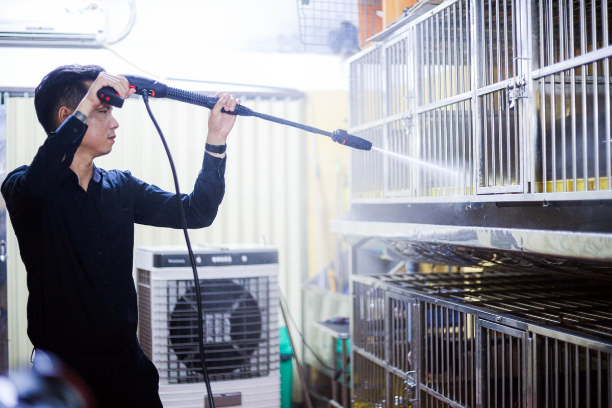 Để duy trì môi trường sống sạch sẽ cho các chú chó, anh Trung phải vệ sinh chuồng thường xuyên và khử khuẩn 2 lần/tháng theo định kỳ. Theo anh Trung, nuôi chó bull Pháp có những điều dễ dàng và khó khăn nhất định.