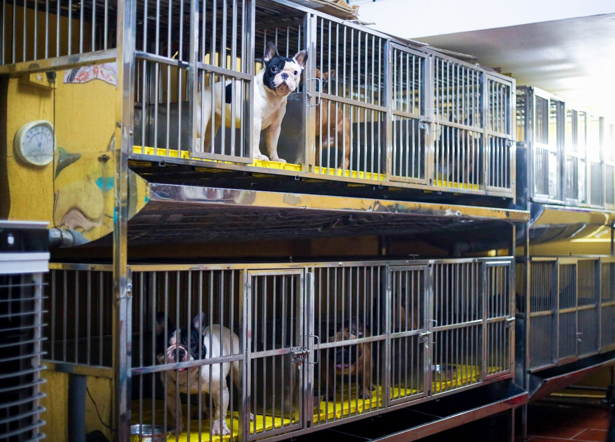 Dễ vì chỉ cần chuồng nuôi thoáng mát, sạch sẽ và nguồn thức ăn đảm bảo vệ sinh. Song để nhân giống được chó khỏe mạnh thì cần phải chăm sóc kỹ lưỡng hơn. Vì vậy anh Trung luôn giữ không gian 30 m2 của những chú chó ở nhiệt độ lý tưởng 26-29 độ C.