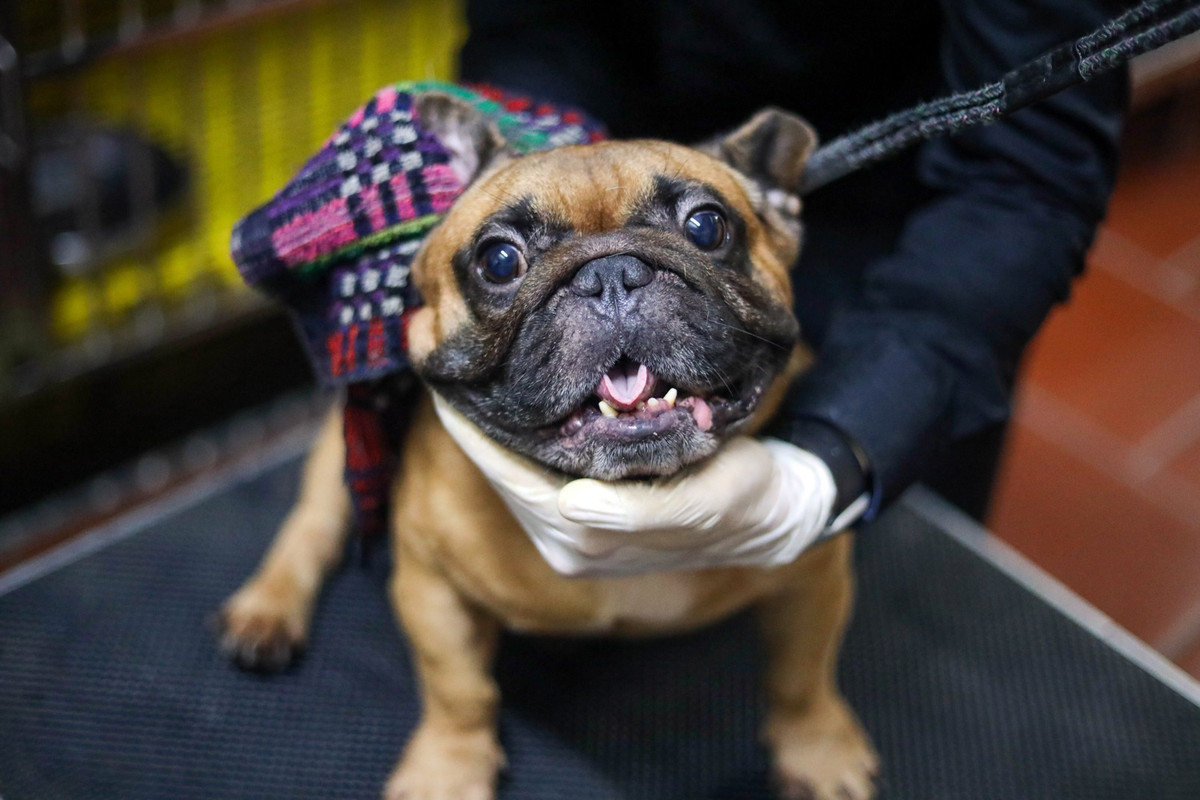 Chú chó đầu tiên anh Trung đặt mua có tên là CR7 có giá 200 triệu đồng, được nhập khẩu từ Ukraine. Vì trên khuôn mặt có nếp nhăn một cầu - một nếp rất hiếm trong dòng bull lẫn bull Pháp nên chú chó này được xem là cực hiếm và được giới chơi dòng chó đắt tiền yêu thích.