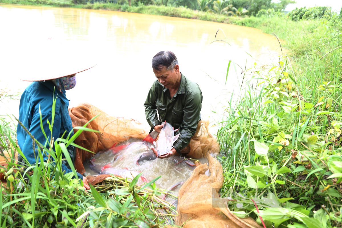 Nuoi thanh cong loai ca lang duoi do quy hiem tren song Serepok-Hinh-2
