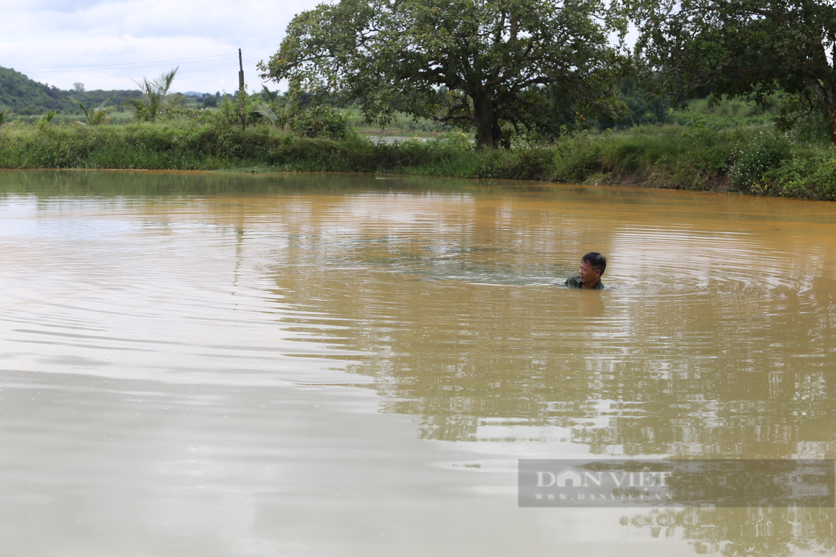 Nuoi thanh cong loai ca lang duoi do quy hiem tren song Serepok