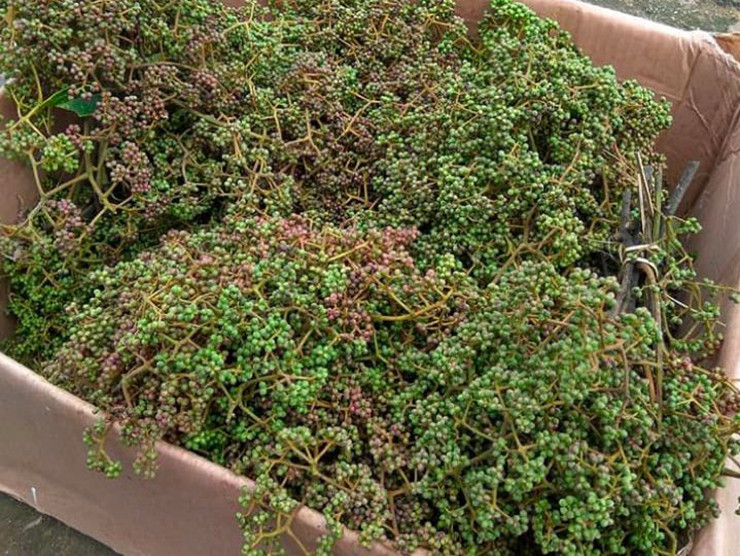 Cây mắc khén ra quả từng chùm, bé li ti, "thơm điếc mũi"