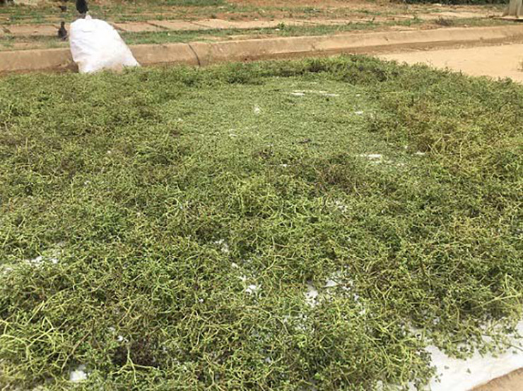 Cây mắc khén hầu như không bị dịch bệnh, không tốn nhiều công sức và chi phí chăm sóc như các loại cây khác.