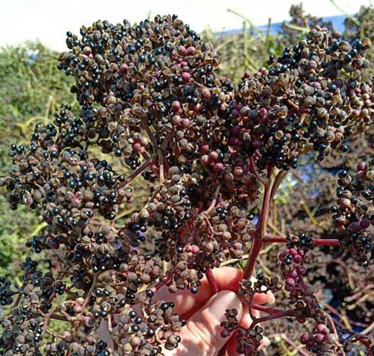 Đặc điểm của loại cây này là không kén đất, đất bạc màu, cằn cỗi... đều có thể trồng được.