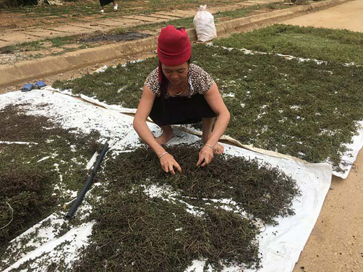 Chị Quàng Thị Doan (bản Bỉa, xã Phổng Lăng, huyện Thuận Châu, tỉnh Sơn La) cho biết sau mỗi vụ thu hoạch, gia đình chị có lãi 70 triệu đồng từ việc bán hạt mắc khén.