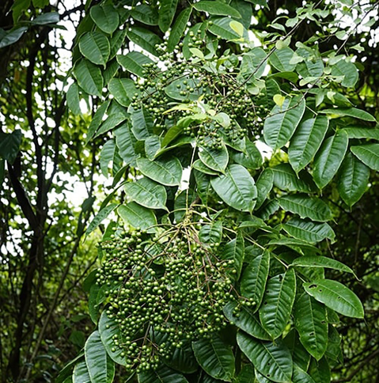 Vì mang lại giá trị kinh tế, nhiều bà con ở Tây Bắc đã đem trồng trên nương rẫy.