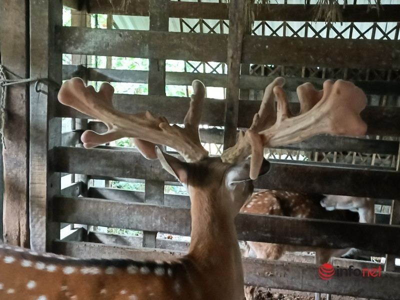 Con huou la moc cap nhung co 1-0-2, khach tra gan nua ty khong mua duoc-Hinh-4