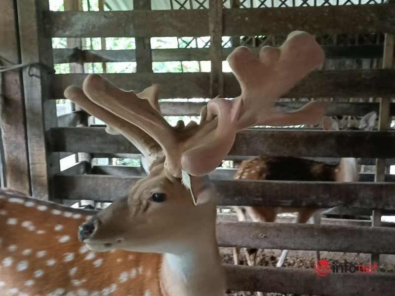 Con huou la moc cap nhung co 1-0-2, khach tra gan nua ty khong mua duoc-Hinh-3