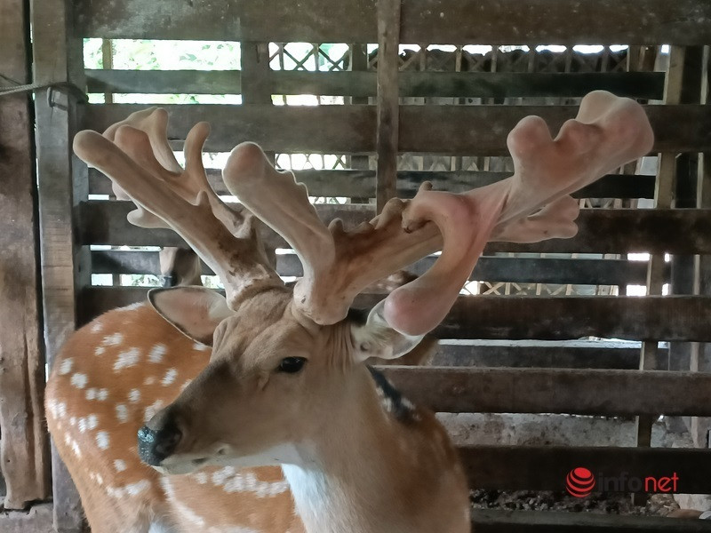 Con huou la moc cap nhung co 1-0-2, khach tra gan nua ty khong mua duoc-Hinh-2