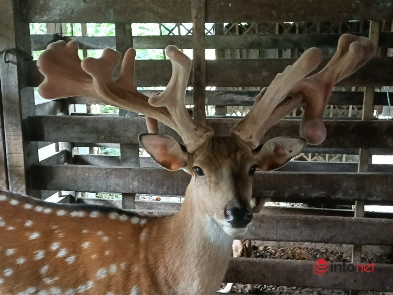 Con huou la moc cap nhung co 1-0-2, khach tra gan nua ty khong mua duoc