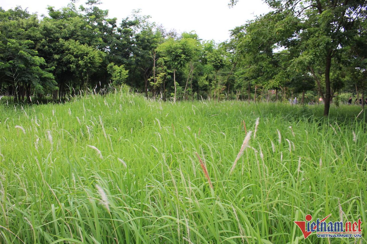 Hoang lanh trong khu do thi nghin ty cua 