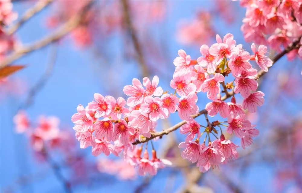 Sinh 3 thang Am lich cong viec suon se, lam an phat dat nam 2022-Hinh-3