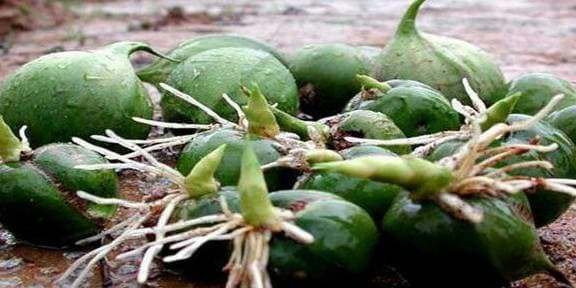 Loai tre nay cu 50 nam moi no hoa ra qua mot lan-Hinh-2