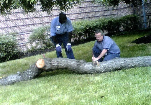 Một trận tuyết rơi vào tháng 2/2010 khiến cây bị xẻ đôi và mất một cành lớn. Ảnh: Union Memorial Hospital.