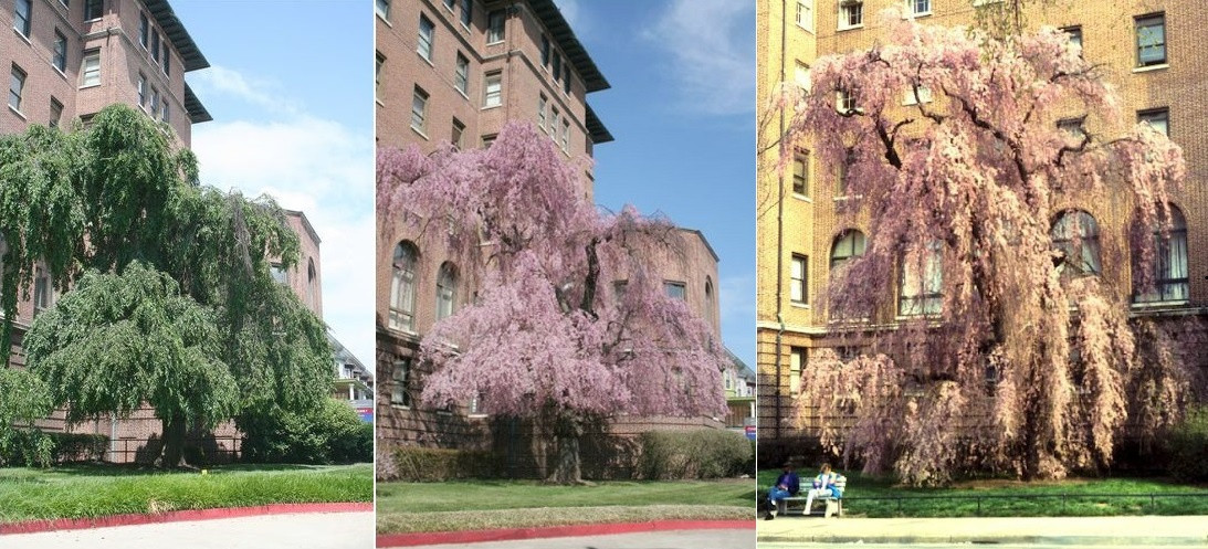 Một cây đã bị di dời năm 1950 để dành chỗ xây dựng một khu mới. Cây còn lại vẫn sống và tô điểm cho bệnh viện mỗi mùa xuân về. Ảnh: Baltimore Sun.