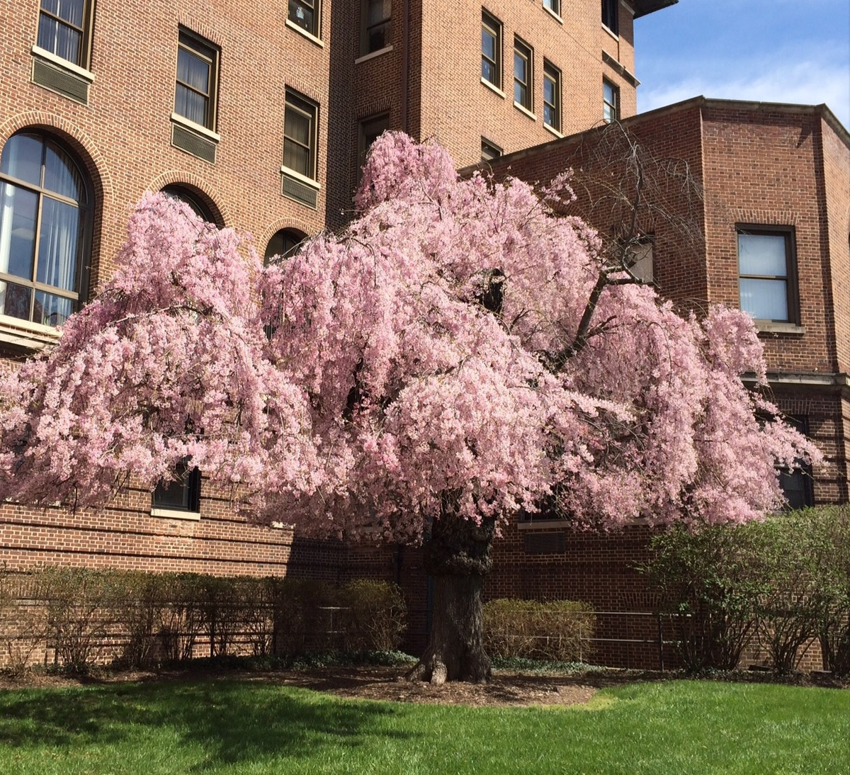 Để tỏ lòng cảm ơn, Capone đã tặng Union Memorial hai cây anh đào cành buông giống Nhật. Ảnh: Baltimore Sun.