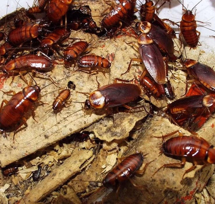 Ở Trung Quốc, loài gián khiến nhiều người bất ngờ khi được ứng dụng khá nhiều trong y học, thậm chí là trong… sản xuất thực phẩm.