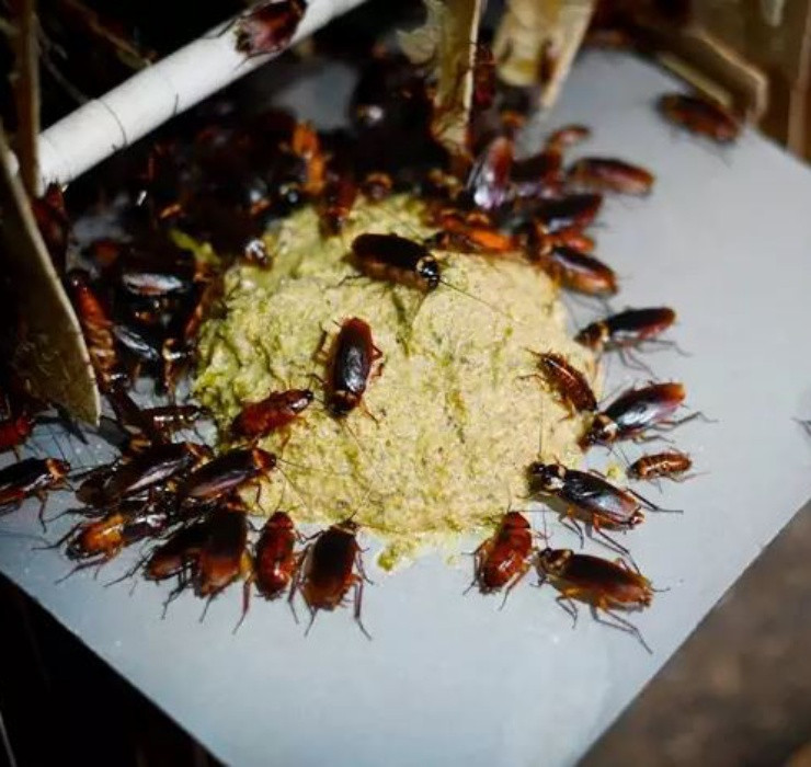 Theo chia sẻ từ Gooddoctor, loại thuốc được sản xuất từ gián có tác dụng đặc biệt tốt với bệnh nhân bị dạ dày và có vấn đề về hô hấp. Việc điều chế thuốc giúp tập đoàn dược phẩm này thu về số tiền khổng lồ, lên tới 684 triệu USD (tương đương hơn 15,5 nghìn tỷ đồng) mỗi năm.