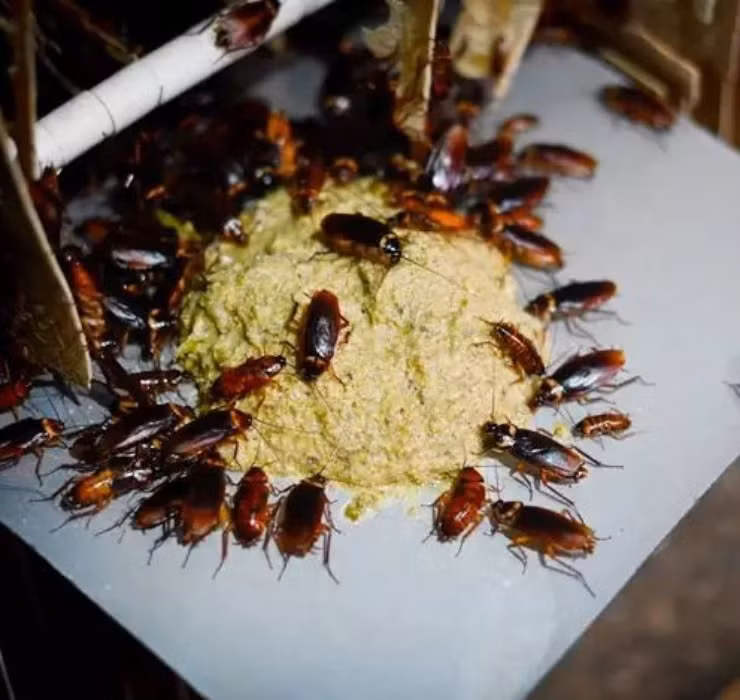 Theo chia sẻ từ Gooddoctor, loại thuốc được sản xuất từ gián có tác dụng đặc biệt tốt với bệnh nhân bị dạ dày và có vấn đề về hô hấp. Việc điều chế thuốc giúp tập đoàn dược phẩm này thu về số tiền khổng lồ, lên tới 684 triệu USD (tương đương hơn 15,5 nghìn tỷ đồng) mỗi năm.