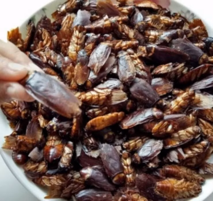 Theo nhận xét của người dùng Trung Quốc, món gián sấy khô có hương vị bùi bùi lạ miệng, ngon hơn cả cào cào mà lại giàu protein và các chất dinh dưỡng.