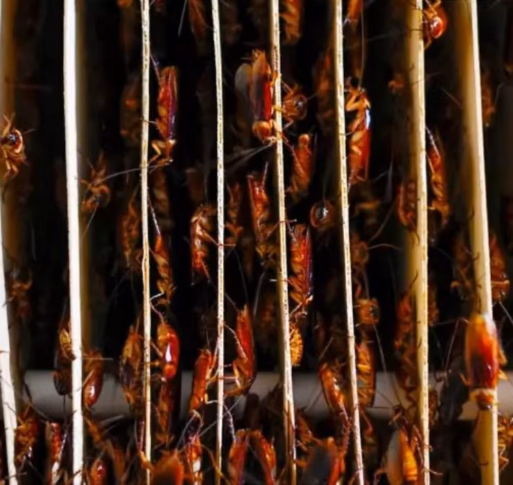 Bên trong trang trại là những chú “tiểu cường" được nuôi trên những hàng kệ dài, hẹp và chất thành nhiều tầng.