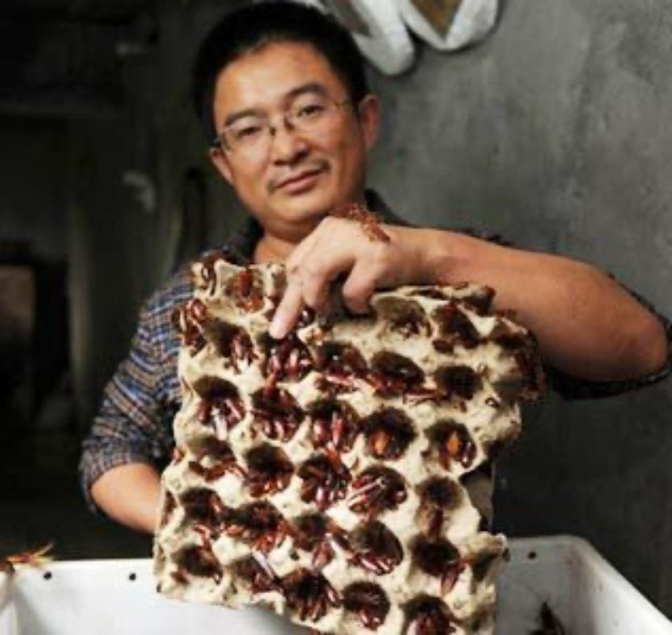 Tập đoàn dược phẩm Gooddoctor - nhà đầu tư của "trang trại" này chia sẻ, họ sử dụng cả trí tuệ nhân tạo AI trong việc xử lý thông tin, phân tích nhiệt độ, độ ẩm và đưa ra lượng thức ăn cần thiết để nuôi lũ gián.