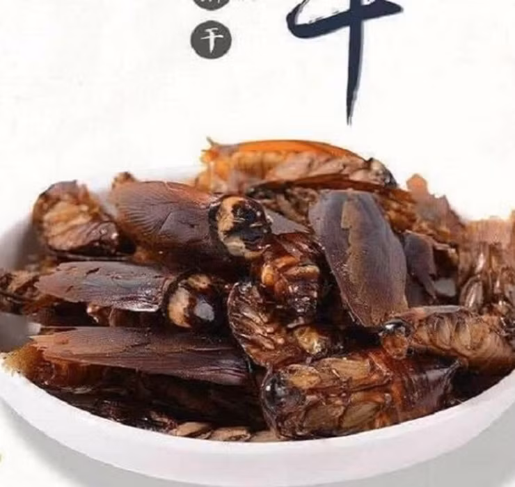 Bên cạnh đó, gián còn có thể được sấy khô và chế biến thành món ăn được yêu thích tại Trung Quốc.