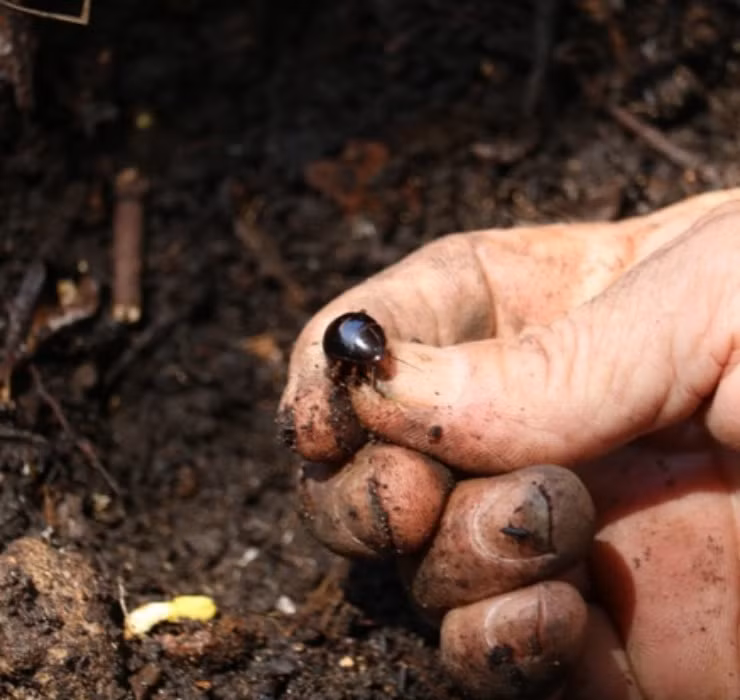 Ông và vợ đã có tới hơn 20 năm hành nghề săn gián nên hiểu biết của ông về loài gián rất sâu rộng.