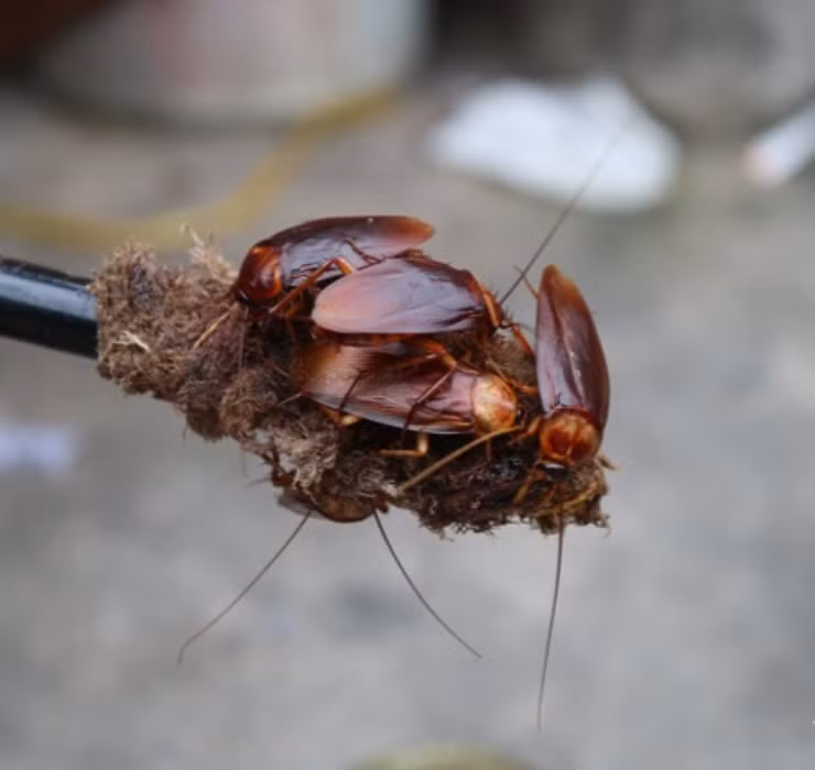 Ông thường chia thời gian 2 lần sáng tối để đi bắt gián cho khách, mỗi lần đi bắt tốn khoảng 4 - 5 tiếng.