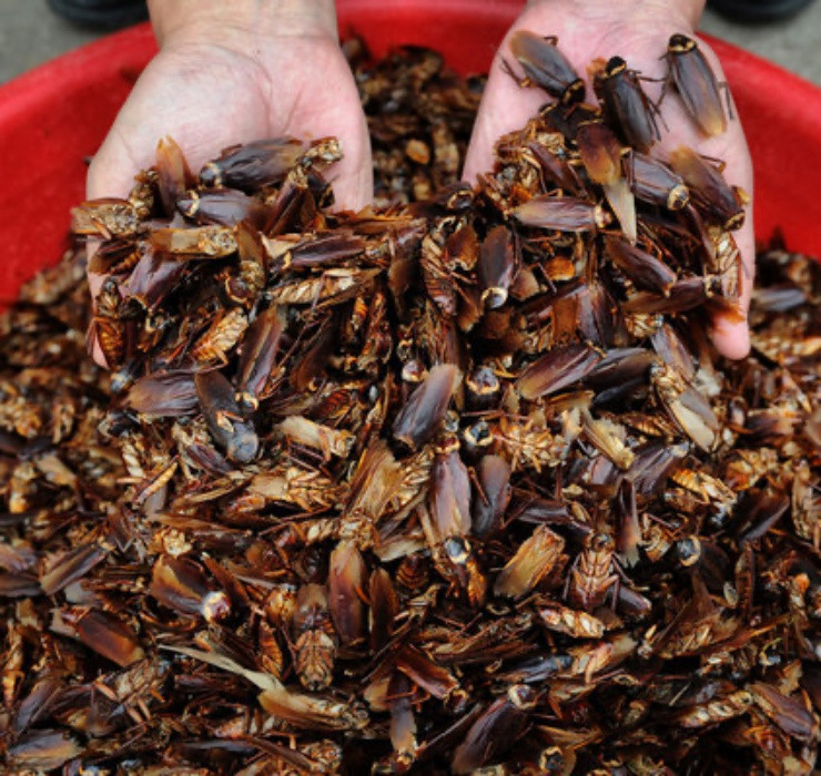 Được biết, tỉnh Tứ Xuyên (Trung Quốc) ghi nhận trường hợp một trang trại nuôi tới hơn... 6 tỷ con gián với mục đích bào chế thuốc chữa bệnh.