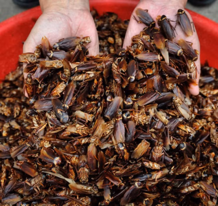 Được biết, tỉnh Tứ Xuyên (Trung Quốc) ghi nhận trường hợp một trang trại nuôi tới hơn... 6 tỷ con gián với mục đích bào chế thuốc chữa bệnh.