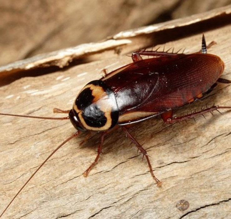 Từ lâu, con gián luôn bị coi là “kẻ thù” của mọi gia đình, thế nhưng lại có những người có thể kiếm bộn tiền từ loài vật tưởng chừng như vô dụng này.