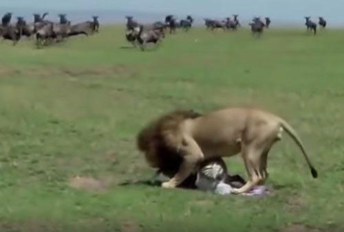 CLIP: Moi chao doi, ngua van da bi su tu an thit