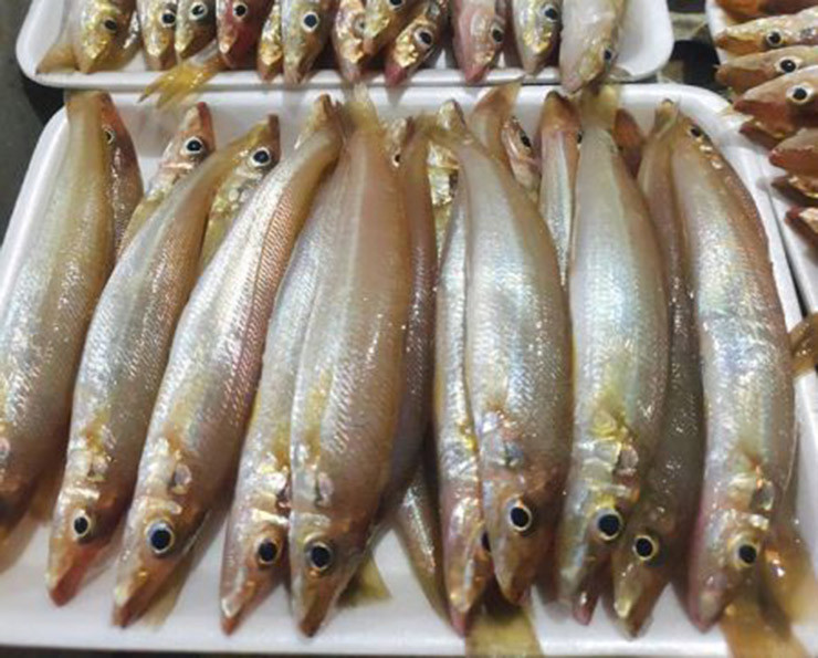 Loai ca o Viet Nam co ten nghe di, truoc re beo, nay la “mo vang”-Hinh-6