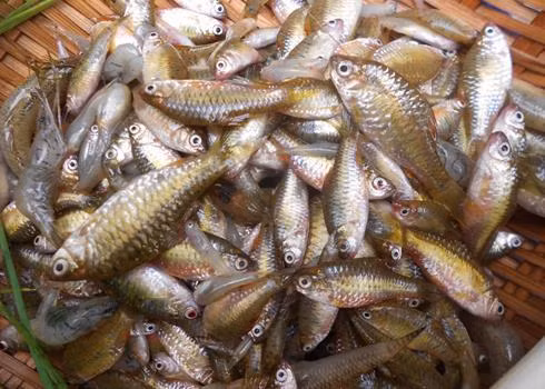 6 loai ca dai bo duoc vi nhu sam nuoc, nhat la loai thu 2 nhieu nguoi khong biet