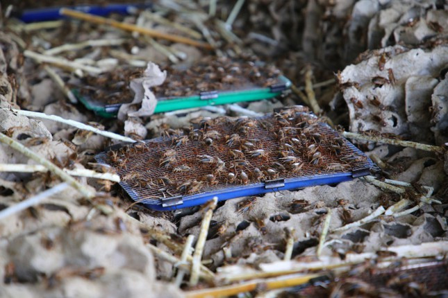 Bà Phạm Thị Nga (vợ ông Tường) cho biết thêm, so với làm ruộng thì mô hình nuôi dế mang lại hiệu quả kinh tế cao, qua đó giúp gia đình có kinh phí cho lo các con ăn học. Ảnh: Nhật Huy. 