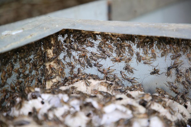 Lúc đầu, ông Tường đã mua khoảng 1kg dế (dế thái vàng ) với giá 100.000 đồng về nuôi thử. Sau một thời gian nuôi thử nghiệm, ông Tường thấy dế rất dễ nuôi, tăng đàn nhanh, phát triển mạnh, ít hao hụt. Vậy nên ông Tường bắt đầu mở rộng diện tích nuôi để tăng đàn. Đến nay, gia đình ông có trên 30 chuồng dế với diện tích trên 80m2.