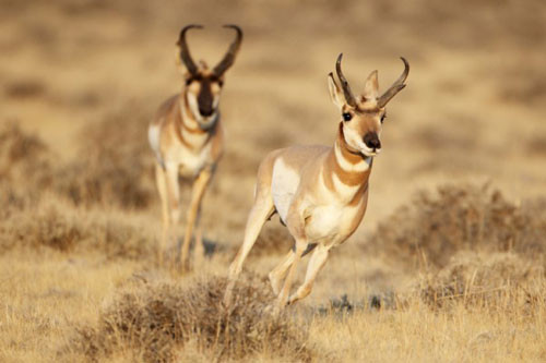 =3. Linh dương sừng nhánh (tốc độ tối đa: 88,5 km/h).