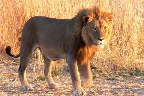 =5. Sư tử (tốc độ tối đa: 80,5 km/h).