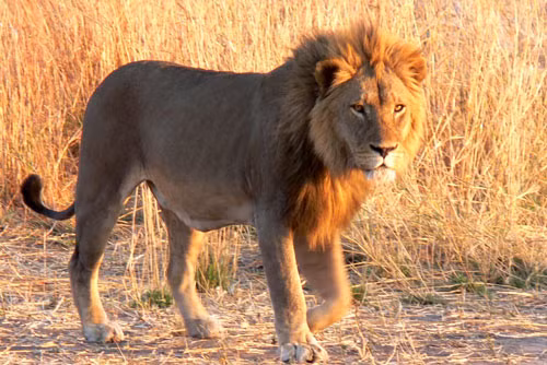 =5. Sư tử (tốc độ tối đa: 80,5 km/h).